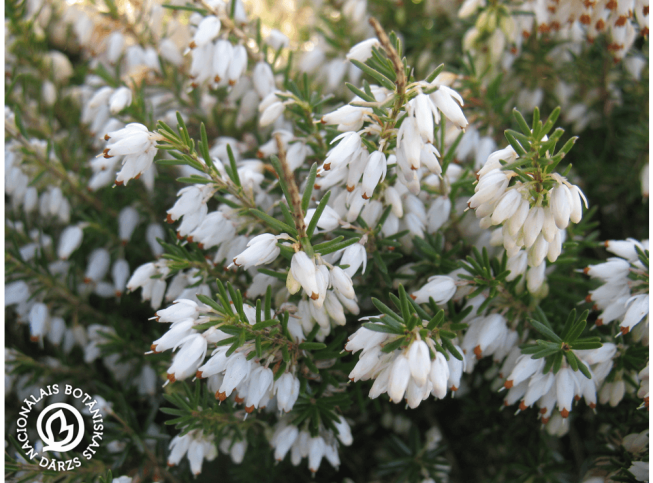 Erica carnea f. alba   'Isabell'